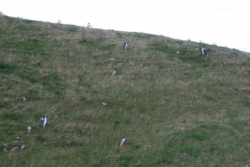 Nieuw-Zeeland 2011 - 2047